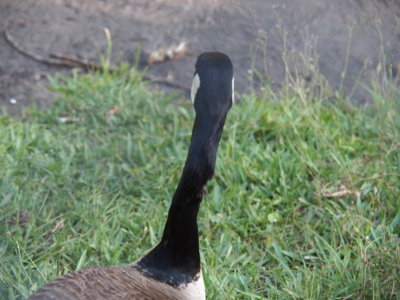 [The goose is on land with her back to the camera. While the left side of the neck is mostly smooth, the right side has a lump in it just above the white section (which should be black).]